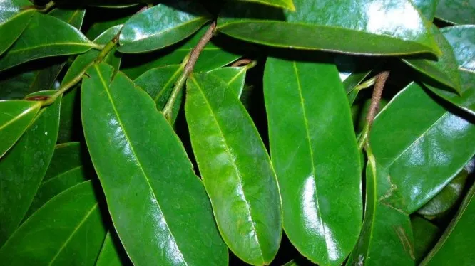 Daun Sirsak untuk Mengobati Kista? Apakah Hal Tersebut Benar?