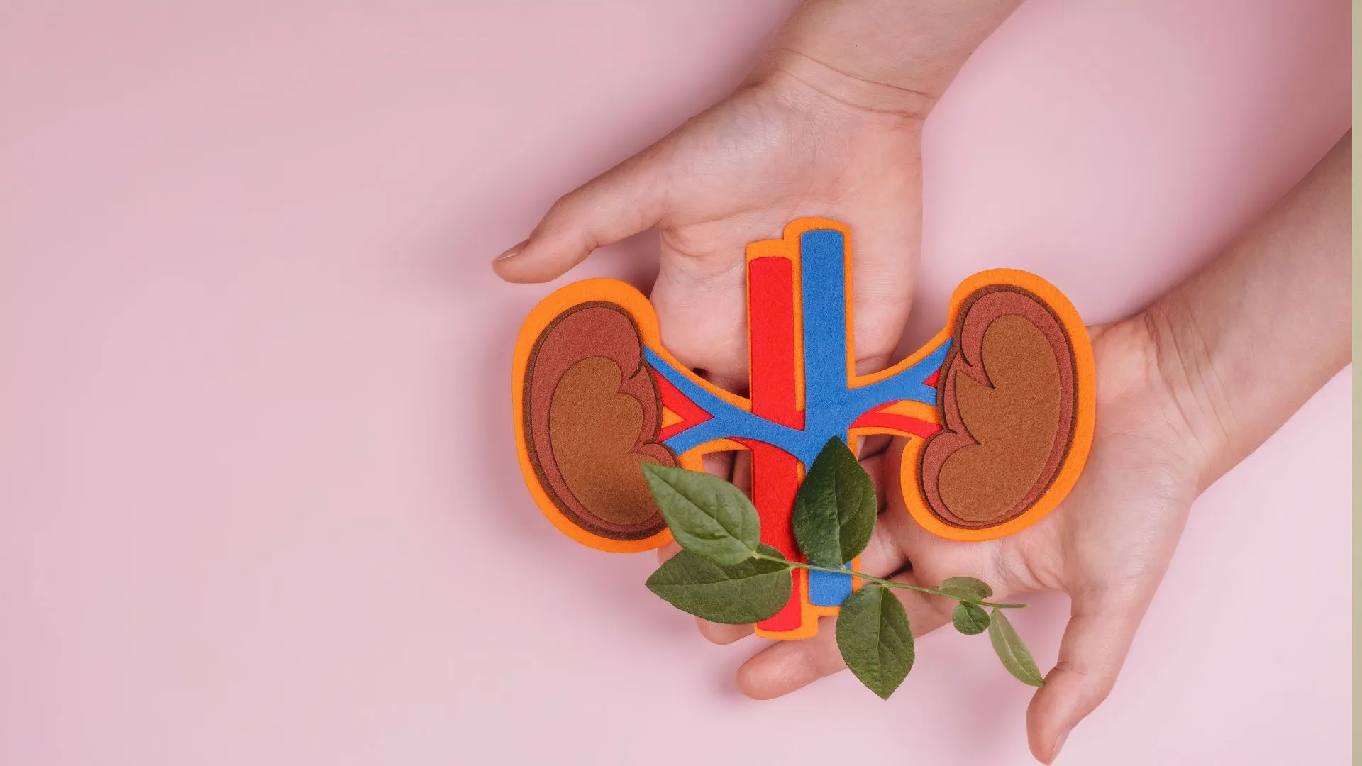 Urologi Itu Apa? Kenali Dunia Kesehatan Saluran Kemih dan Organ Reproduksi Pria